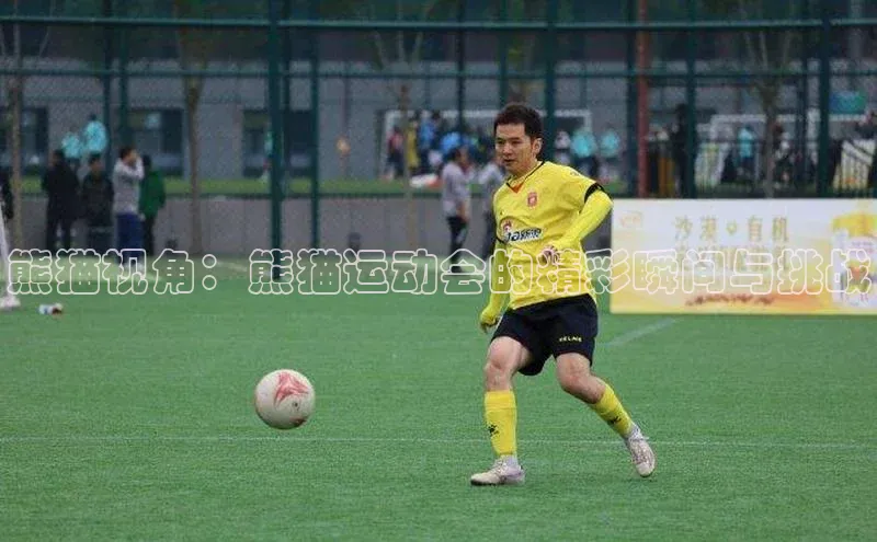 熊猫视角：熊猫运动会的精彩瞬间与挑战